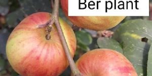 Red Kashmiri Apple Ber Plants