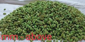 Green Cardamom
