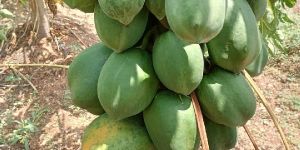 Papaya Fruit