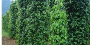 Black Pepper Plant