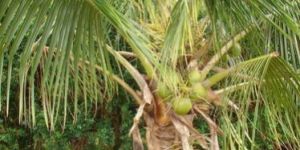 Green Dwarf Coconut Plant