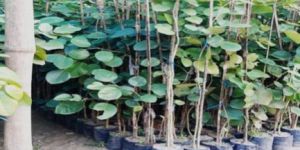 Red Sandalwood Plant