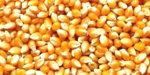 Maize
