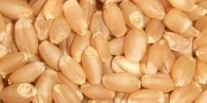Wheat Seeds