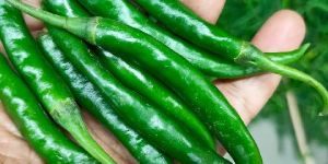 Fresh Green Chillies