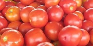 Fresh Tomato