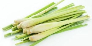 Fresh Lemongrass