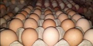 Nattu Koli Eggs
