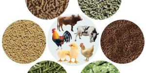 Animal Feed