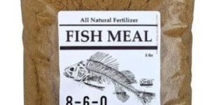 Fish Meal