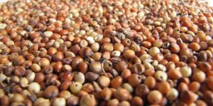 Sorghum Seeds