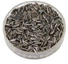 Sunflower Seed
