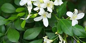 Kamini Flower Plants