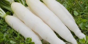 Fresh Radish