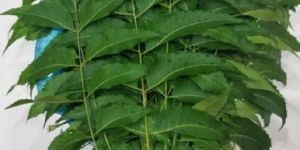 Neem Leaves