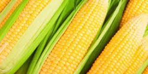 Maize