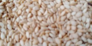 Sesam Seeds