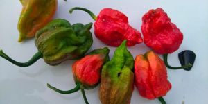 Ghost Pepper