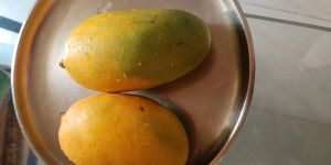 Kesar Mango