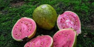 Guava