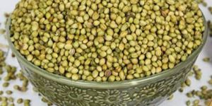 Green Coriander Seeds