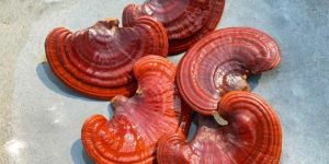 Ganoderma Reishi Mushroom
