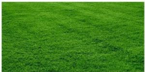Lawn Grass Natural