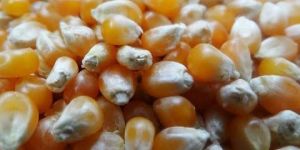 Popcorn Seeds