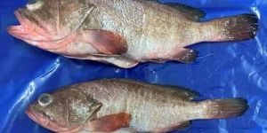 Frozen Grouper Whole Gutted
