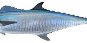 Kingfish Whole Gutted