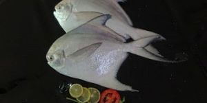 Frozen Silver Pomfret