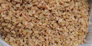 SSD38 Raisins