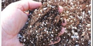 Potting Soil Mix