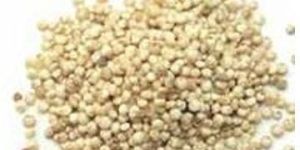 Quinoa Seeds