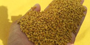 Fenugreek Seeds
