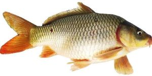 Common Carp Fish