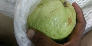 Organic Guava