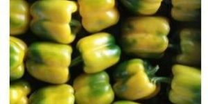 Yellow Capsicum