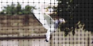 Pigeon Protection Net