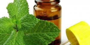 Mentha Piperita Essential Oil