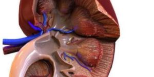 Kidney Anatomy Models