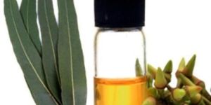 Eucalyptus Oil