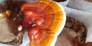 Ganoderma Mushroom
