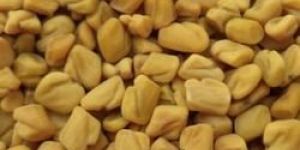 Organic Fenugreek Seeds