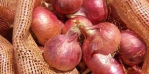 Fresh Natural Onion