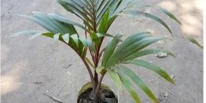Sampan Palm Plants