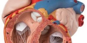 Heart Anatomical Model