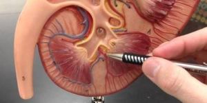 Kidney Anatomical Model