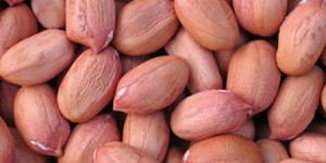 Peanut Kernels