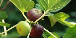 Anjeer Plants